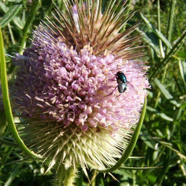 Dipsacus fullonum - Wilde Karde
