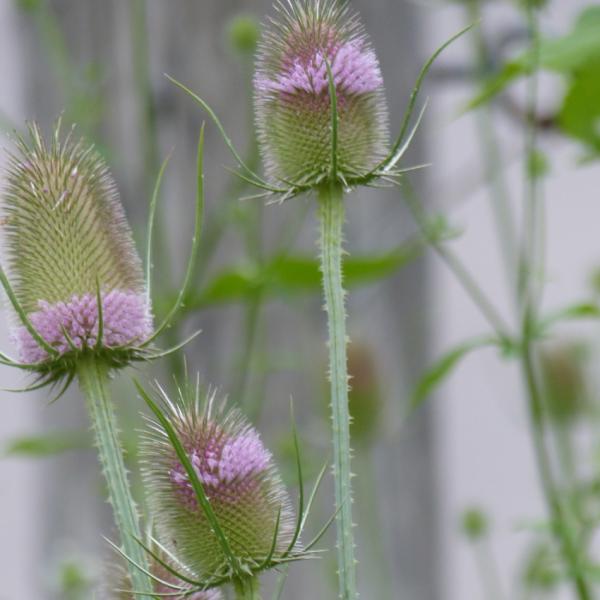 Dipsacus fullonum - Wilde Karde