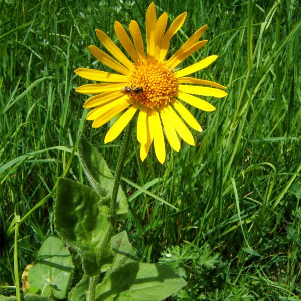 Doronicum paradalianches - Kriechende Gemswurz