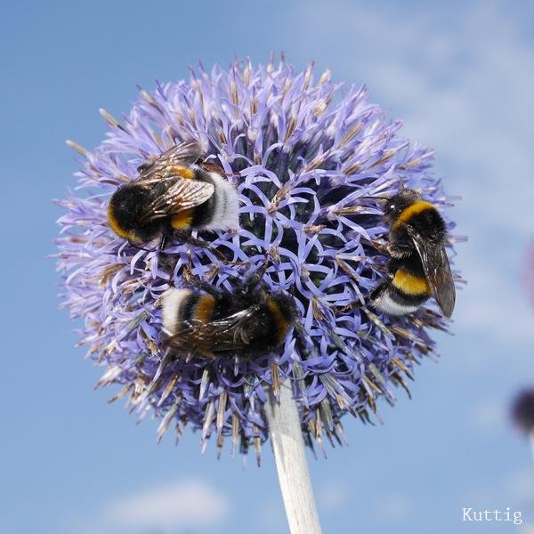 Echinops sphaerocephalum - Wilde Kugeldistel