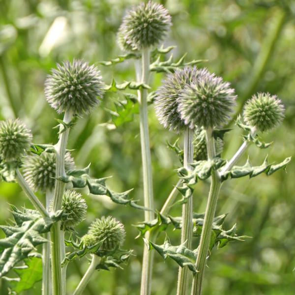 Echinops sphaerocephalum - Wilde Kugeldistel