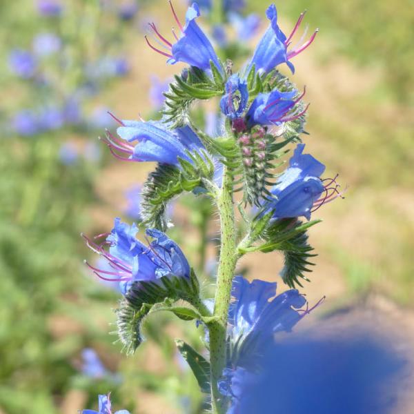 Echium vulgare - Natternkopf