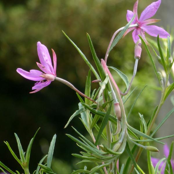 Epilobium dodonaei - Rosmarin-Weidenröschen