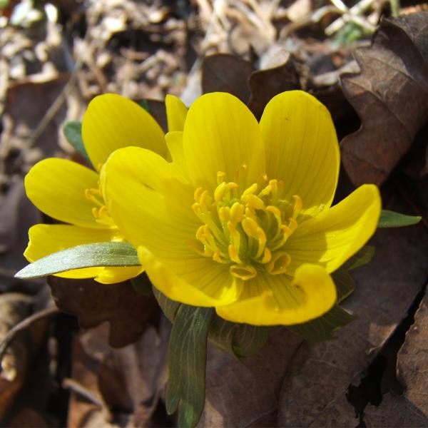 Eranthis cilicica