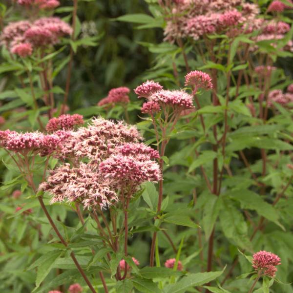 Eupatorium cannabinum - Wasserdost