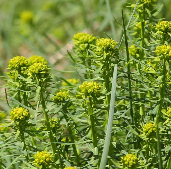 Euphorbia cyparissias - Zypressenwolfsmilch