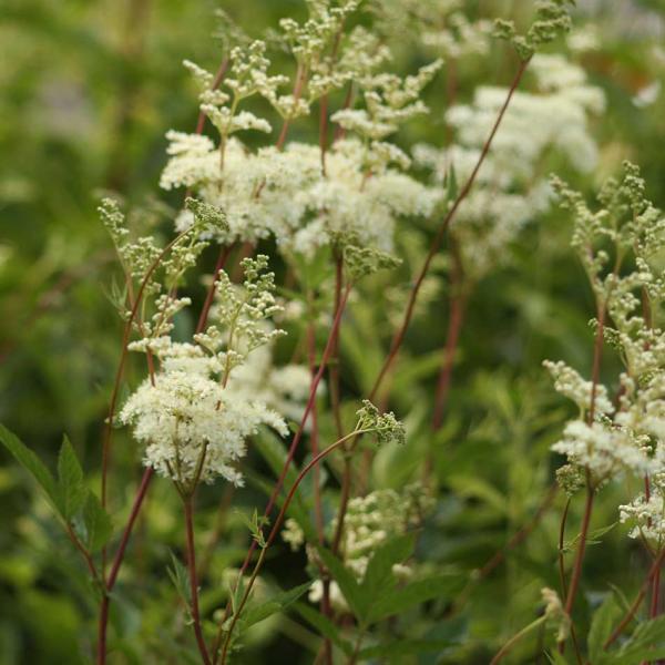Filipendula ulmaria - Mädesüß