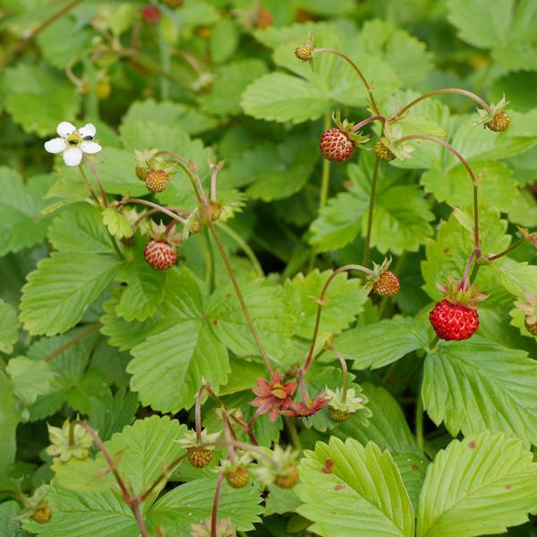 Fragaria vesca - Walderdbeere