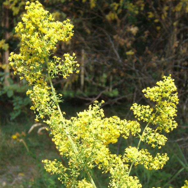 Galium verum - Echtes Labkraut