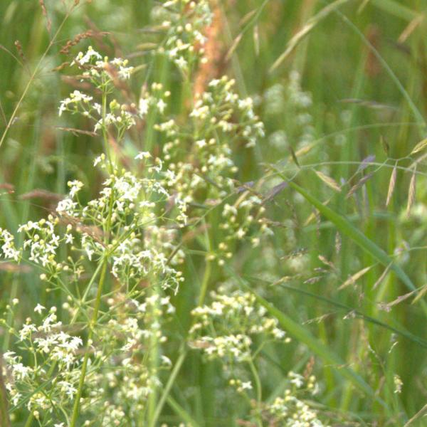 Galium mollugo - Wiesenlabkraut