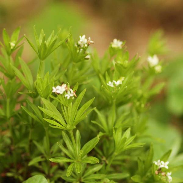 Galium odoratum - Waldmeister