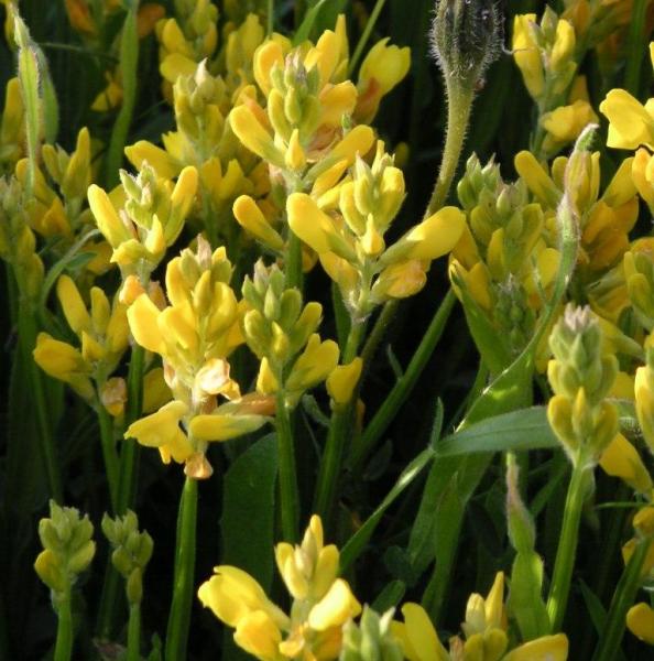 Genista sagittalis - Pfeilginster