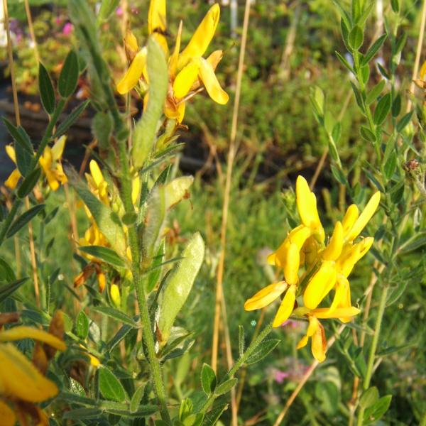 Genista tinctoria - Färberginster