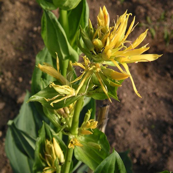 Gentiana lutea - Gelber Enzian