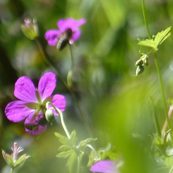 Geranium palustre - Sumpfstorchschnabel