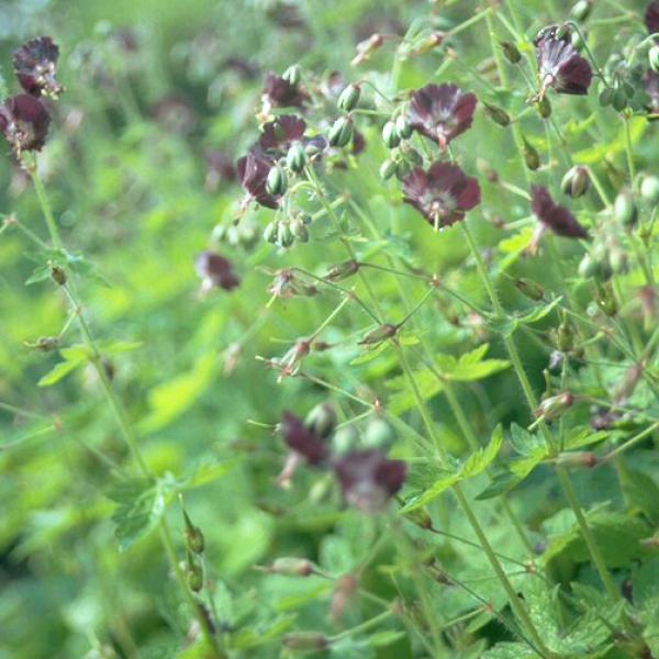 Geranium phaeum - Brauner Storchschnabel
