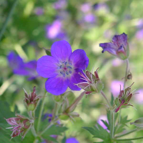 Geranium sylvaticum - Waldstorchschnabel