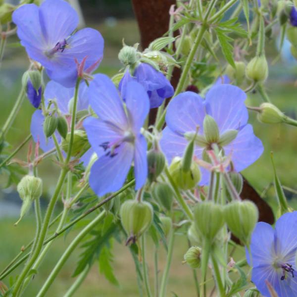 Geranium pratense - Wiesenstorchschnabel