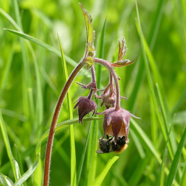 Geum rivale - Bachnelkwurz