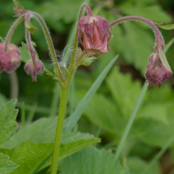 Geum rivale - Bachnelkwurz