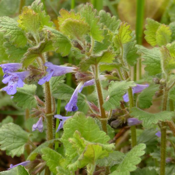 Glechoma hederacaea - Gundelrebe