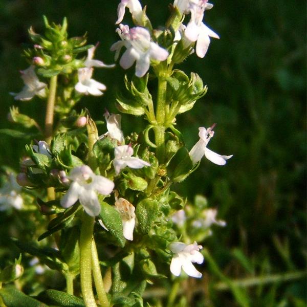 Gratiola officinalis - Gottesgnadenkraut