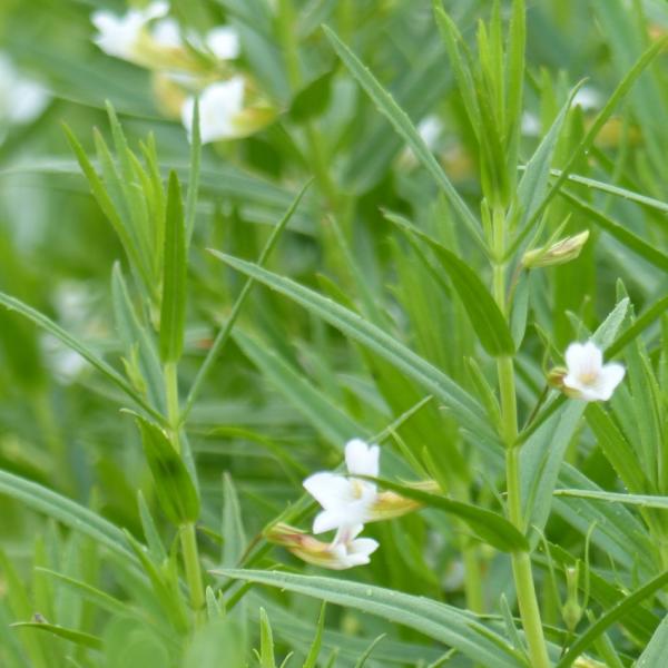 Gratiola officinalis - Gottesgnadenkraut