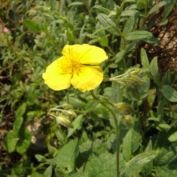 Helianthemum nummularium - Gem. Sonnenröschen