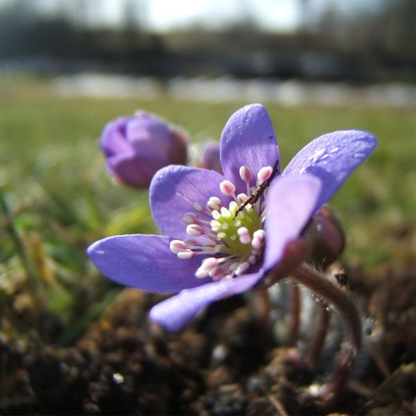 Hepatica nobilis - Leberblümchen