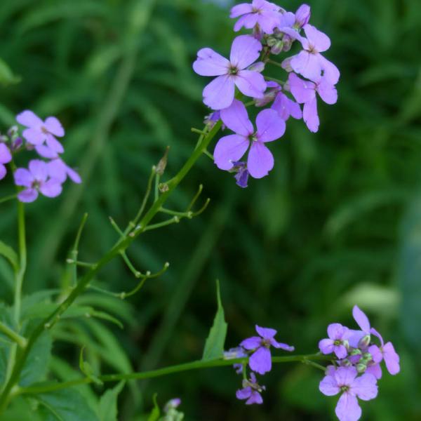 Hesperis matronalis - Nachtviole