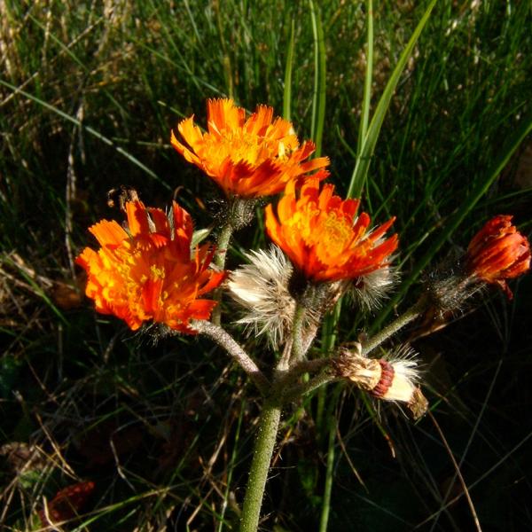 Hieracium aurantiacum - Orangerot. Habichtskraut