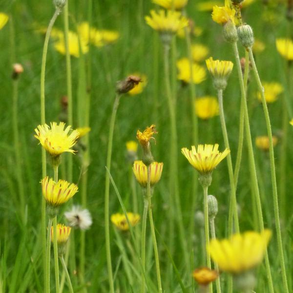 Hieracium pilosella - Kleines Habichtskraut