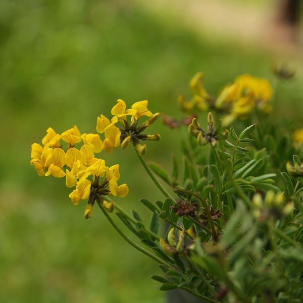 Hippocrepis comosa - Hufeisenklee