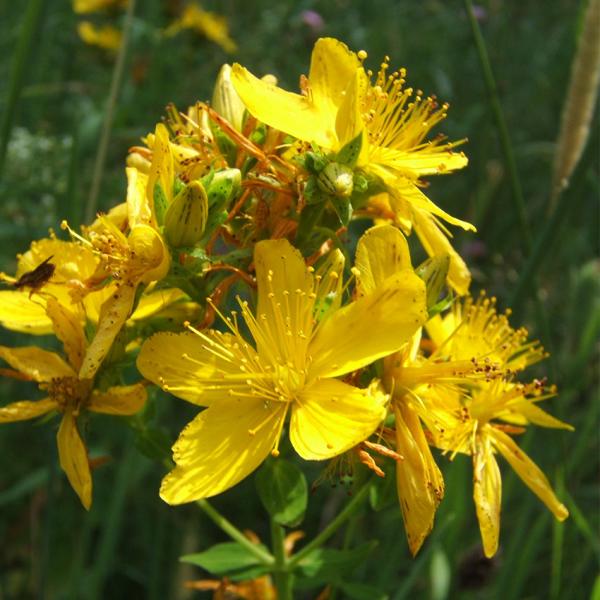Hypericum perforatum - Echtes Johanniskraut