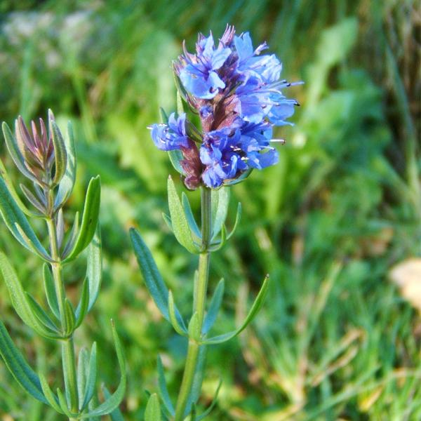 Hyssopus officinalis - Ysop
