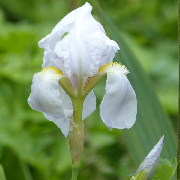 Iris germanica Florentina - Deutsche Schwertlilie