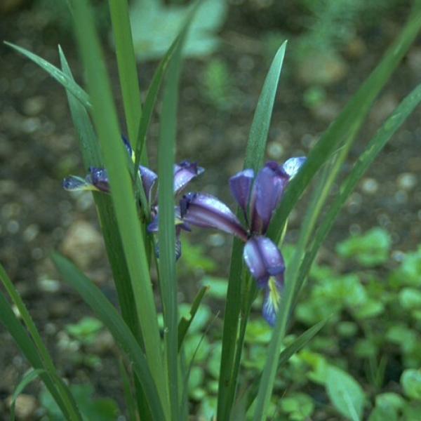 Iris graminea - Pflaumen-Iris