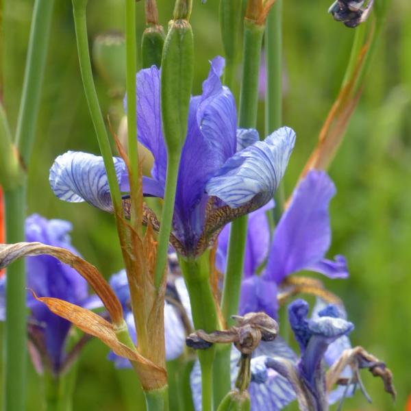 Iris sibirica - Blaue Sumpfschwertlilie