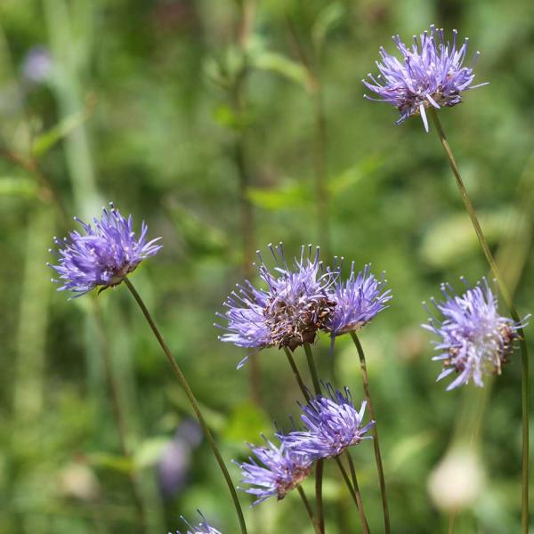Jasione laevis - Sandrapunzel