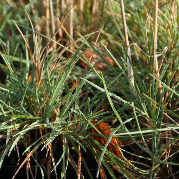 Koeleria glauca - Blaue Kammschmiele