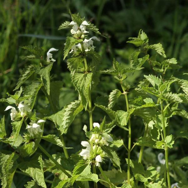 Lamium album - Weiße Taubnessel