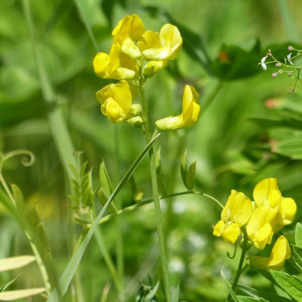 Lathyrus pratensis - Wiesenplatterbse