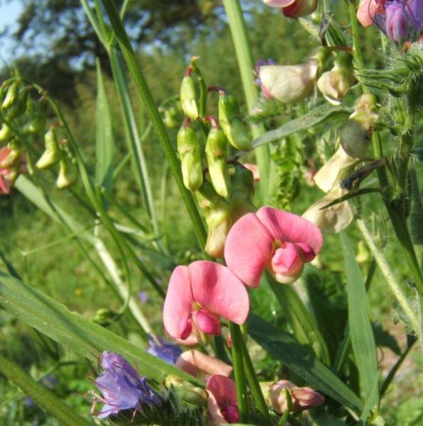 Lathyrus sylvestris - Waldplatterbse
