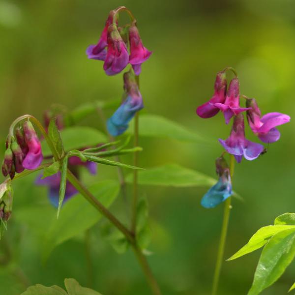 Lathyrus vernus - Frühlingsplatterbse