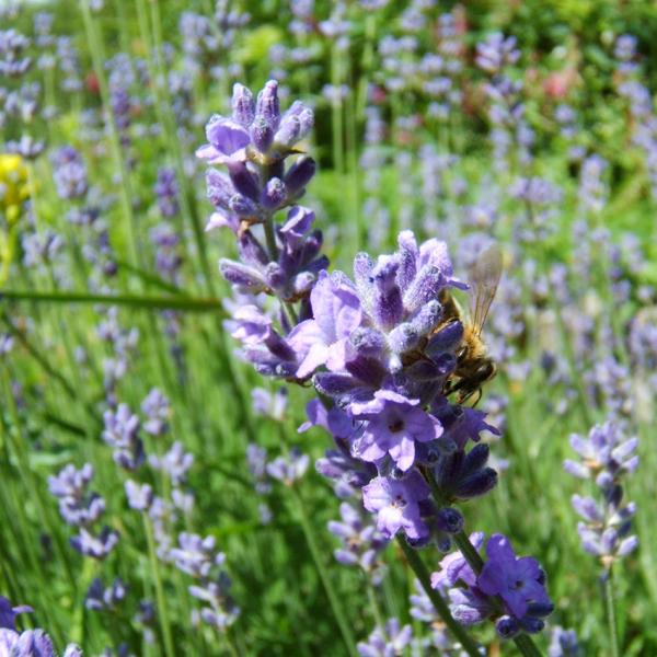 Lavandula officinalis - Lavendel