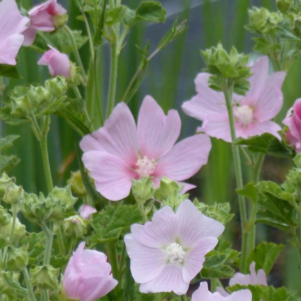 Lavatera thuringiaca - Strauchmalve