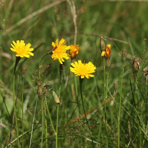 Leontodon autumnalis - Herbstlöwenzahn