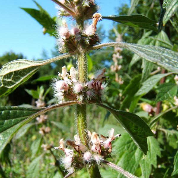 Leonurus cardiaca - Herzgespann