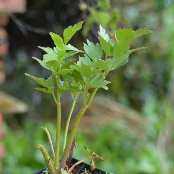 Levisticum officinalis - Liebstöckel