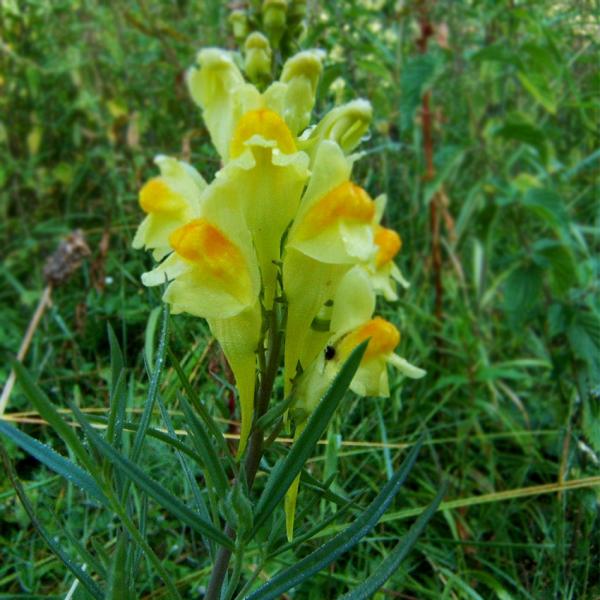 Linaria vulgaris - Wildes Leinkraut